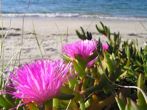 Bright Flowers & Beach Free Stock Photo - Public Domain Pictures
