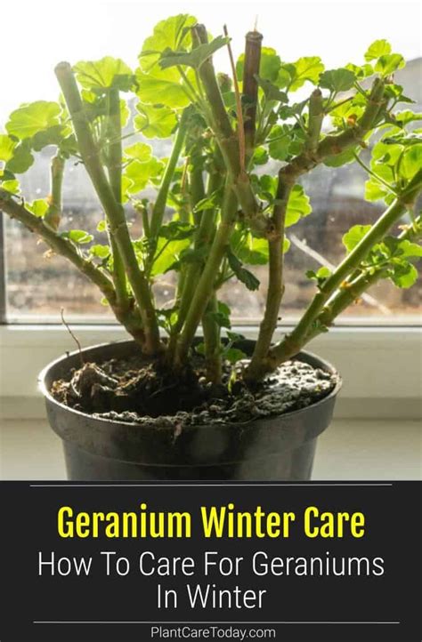 Geranium winter care how to care for geraniums in winter – Artofit