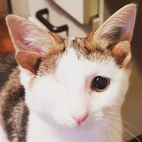 Rescue Kitty With 4 Ears And One Eye Escapes Misery After Finding His Forever Home | Baby ...