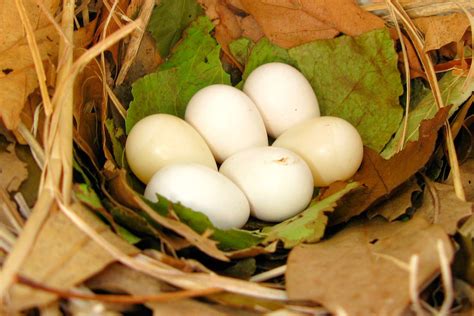 Easy Tips for Wild Bird Egg Identification