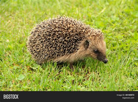 Hedgehog Forest On Image & Photo (Free Trial) | Bigstock