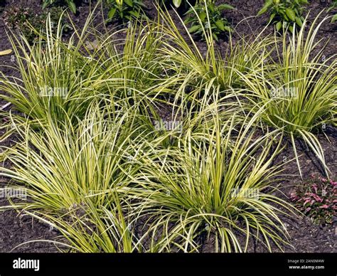 ACORUS GRAMINEUS OGON Stock Photo - Alamy