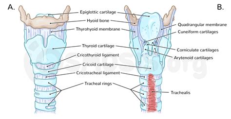 Trachea Png