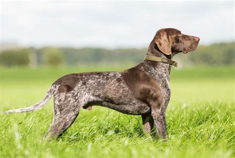 German Shorthaired Pointer Information - Dog Breeds at dogthelove