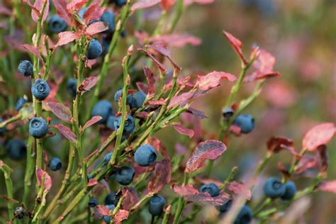 Blueberry Bush Close-up | Copyright-free photo (by M. Vorel) | LibreShot