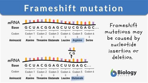 Frameshift mutation - Definition and Examples - Biology Online Dictionary