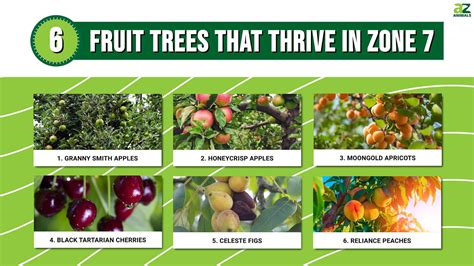 6 Fruit Trees That Thrive in Zone 7 - A-Z Animals