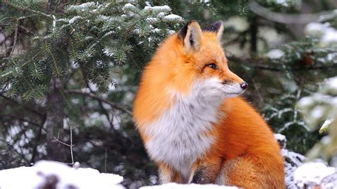 35 Winter Fox Wallpapers - Wallpaperboat