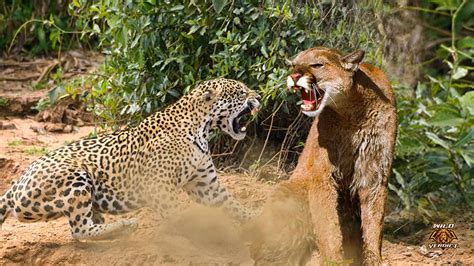 Cougar vs Jaguar – Wild Verdict