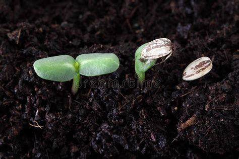 Sunflower seed germination stock image. Image of garden - 14753853