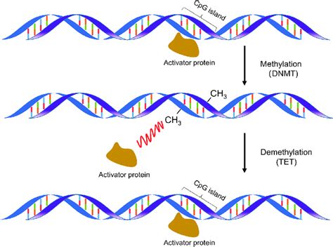 DNA methylation and demethylation. | Download Scientific Diagram