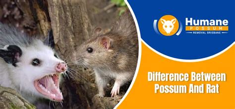 Difference Between Possum And Rat - Humane Possum Removal Brisbane