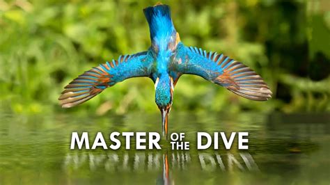 Kingfisher: Death from Above - YouTube