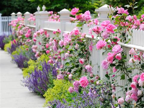 Flowers Along White Picket Fence Pictures, Photos, and Images for Facebook, Tumblr, Pinterest ...