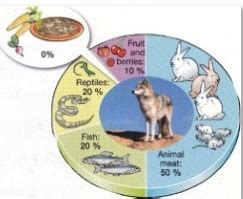 English Exercises: The coyote´s diet