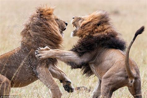 Male lions' brutal Kenyan clash as pair fight for supremacy of pride | Male lion, Big cats art ...