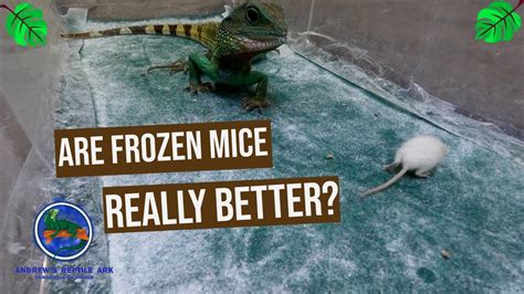 Feeding Live Mice vs. Frozen Mice - YouTube