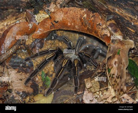 A Tarantula Theraphosa Blondi in the rainforest of Suriname at the ...