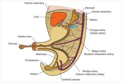 The Body Cavity and Wall | Anesthesia Key