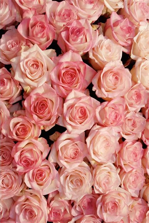 40+ Rose Aesthetic Wallpaper for your Phone! Prada & Pearls