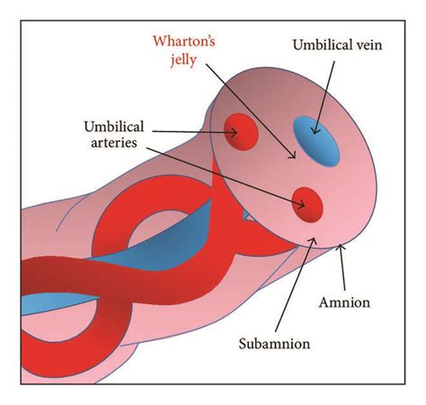 Cross Sectional Diagram Of Human Umbilical Cord Shows A Open I | My XXX Hot Girl