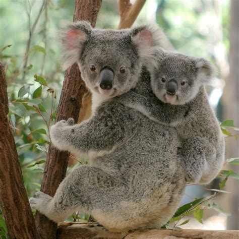 Lone Pine Koala Sanctuary (Brisbane) - All You Need to Know BEFORE You Go