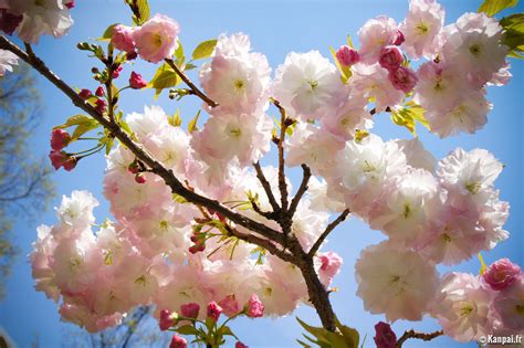 Sakura : les cerisiers en fleurs du Japon