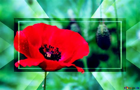 Poppy flowers powerpoint website infographic template banner layout... №188020
