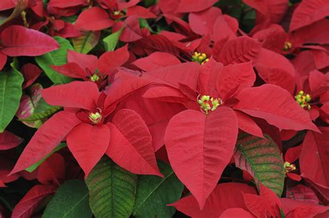 Are poinsettias poisonous? What science says about common holiday lore ...