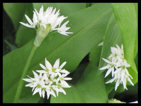 Foraging for Food - Ramson (Wild Garlic) And Ricotta Gnocchi - Diary of ...