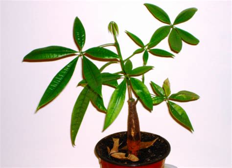 How to Grow Pachira Aquatica (Asian Money Tree) - Garden and Happy