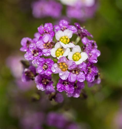 Purple and White Alyssum Flowers Stock Photo - Image of color, nature: 85057832