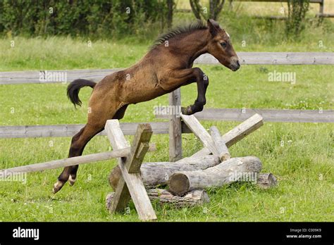 Connemara pony jumping hi-res stock photography and images - Alamy