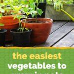 The 10 Easiest Vegetables to Grow in Pots - Clean Green Simple