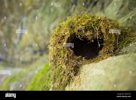 American dipper (Cinclus mexicanus) nest Stock Photo - Alamy