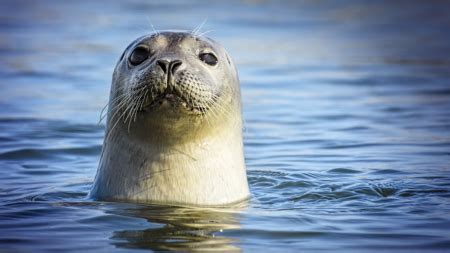 Group seeks endangered species listing for Alaska lake seals - CGTN