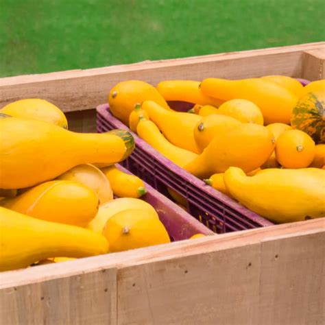 Yellow Squash Nutrition Facts