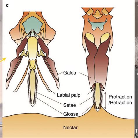 Anatomy of the honey bee's mouthpart from both a drone and a worker ...