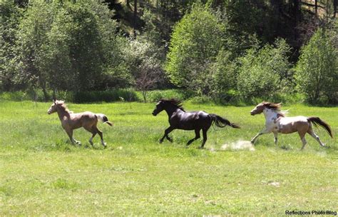 Horses « Reflections Photo Blog