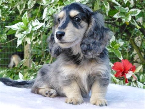 Luna, black & cream Dapple long haired mini Dachshund. | Dapple dachshund puppy, Cute dog ...