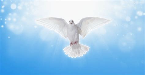 Why Is the Dove Often a Symbol for the Holy Spirit?