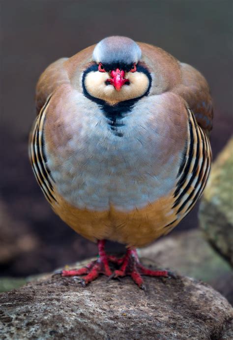 Chukar Partridge (EXPLORED 2-8-2014) | alanshapirophotograph… | Flickr