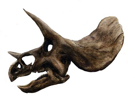 Triceratops skull by reebkram on DeviantArt