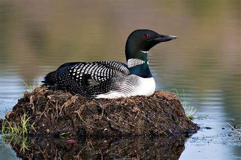 My 14 Best Bird Watching Spots in Minnesota You Should Try – Just Watching Birds