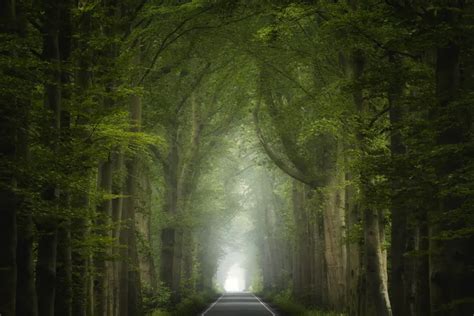 old forest photography - Google Search | Forest road, Foggy forest ...