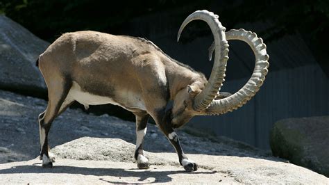 https://www.google.co.nz/search?q=curly antlers | Animal tatoos ...