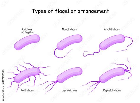 Types of flagellar arrangement. bacteria Stock Vector | Adobe Stock