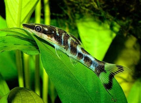 10 Different Aquarium Algae Eaters You Should Know About - Tail and Fur