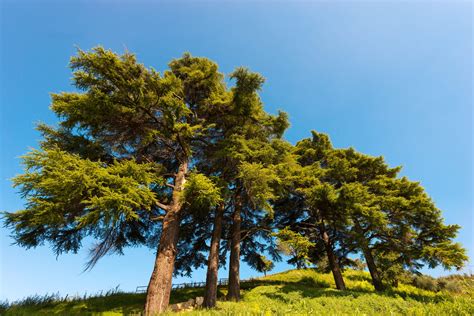 5 Simple Tips For Trimming A Cedar Tree - Tree Journey