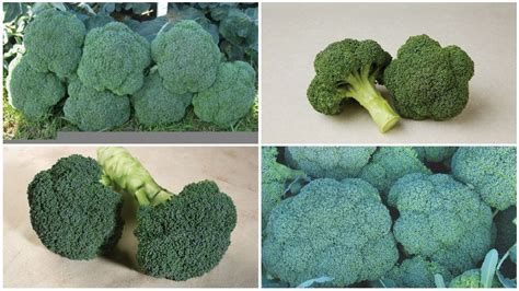 Check Out the Latest Broccoli Varieties - Growing Produce